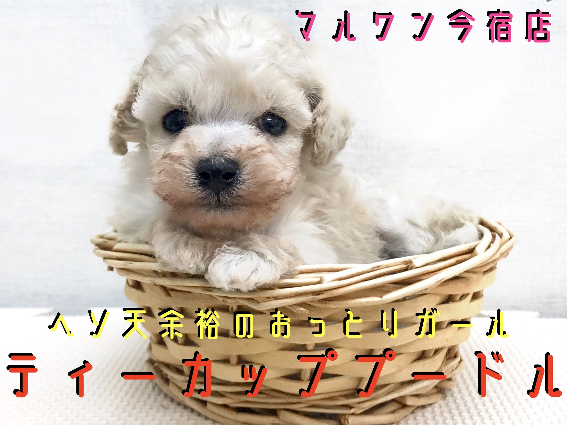 史上最も激安 ティーカップ プードル 】生後54日で431g！クリームカラーの極小 羊毛フェルト