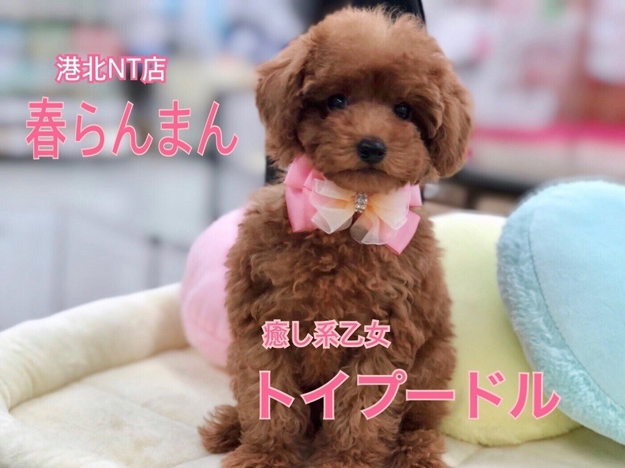 トイ・プードル 】春爛漫！パステルカラーがお似合いの乙女系