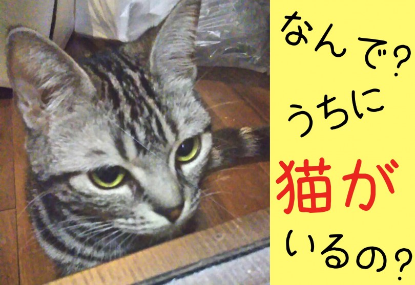 先住ネコ ゆず が受けるショック | 大倉山店ユーザーコラム