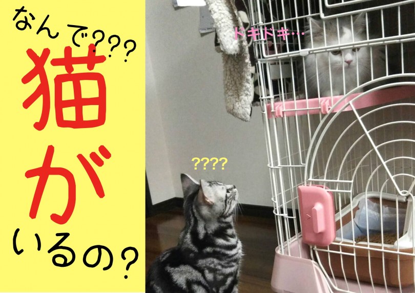 多頭飼育 先住猫との初顔合わせ | 大倉山店ユーザーコラム