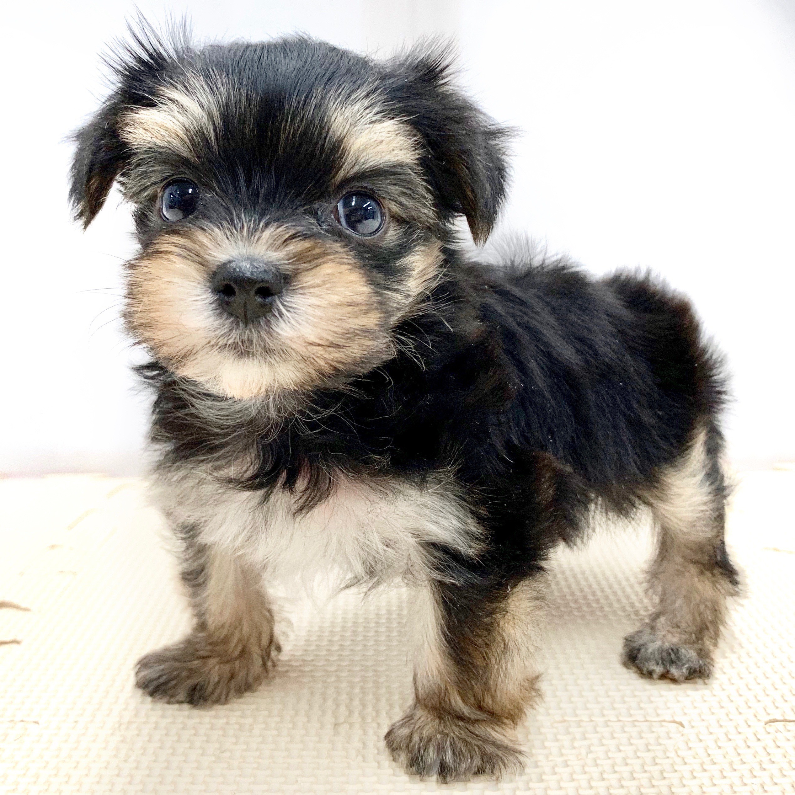 MIX（マルチーズ×ヨークシャーテリア） | ペットショップ マルワン