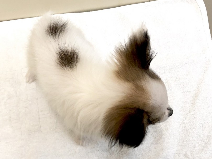 超極小 パピヨン 超が付くほど小さい マイクロパピヨンをご紹介 マルワンblog ペットショップ マルワン 小さめ子犬 美形な子猫 初心者安心のサポート