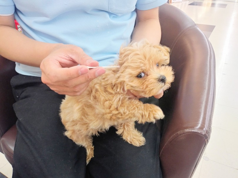お耳の掃除 | MIX犬 （914461） - 志村坂下店