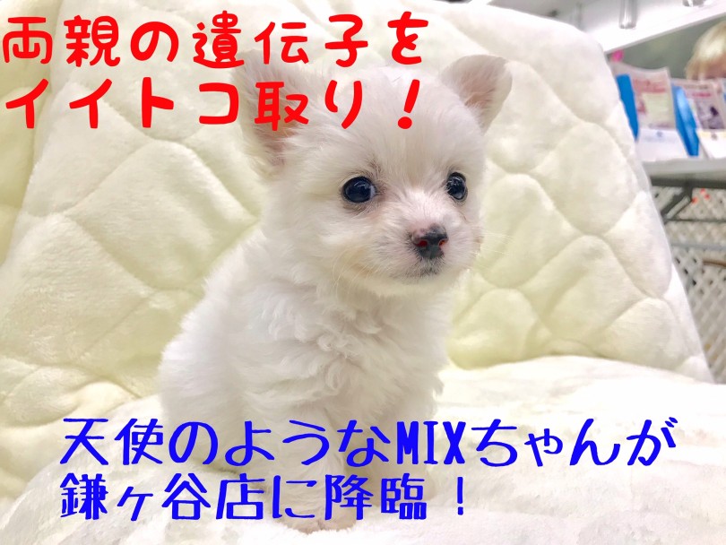 【 MIX犬 】千葉県民必見！チワワ×ビションフリーゼの素敵ポイントを受け継いだ素敵なベイビーが登場！