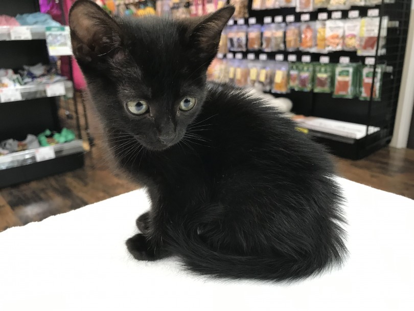 美しき黒猫 ボンベイの注目ポイント ⓵漆黒の被毛 | ボンベイ （140163） - 横浜 元町店