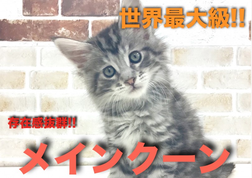 【 メインクーン 】存在感抜群!!猫種最大級サイズ!世界一のメインクーン!!