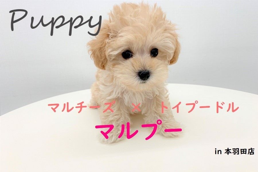 Mix犬 マルプー まるでぬいぐるみ もふもふフワフワ可愛いマルプー君 マルワンblog ペットショップ マルワン 小さめ子犬 美形な子猫 初心者安心のサポート