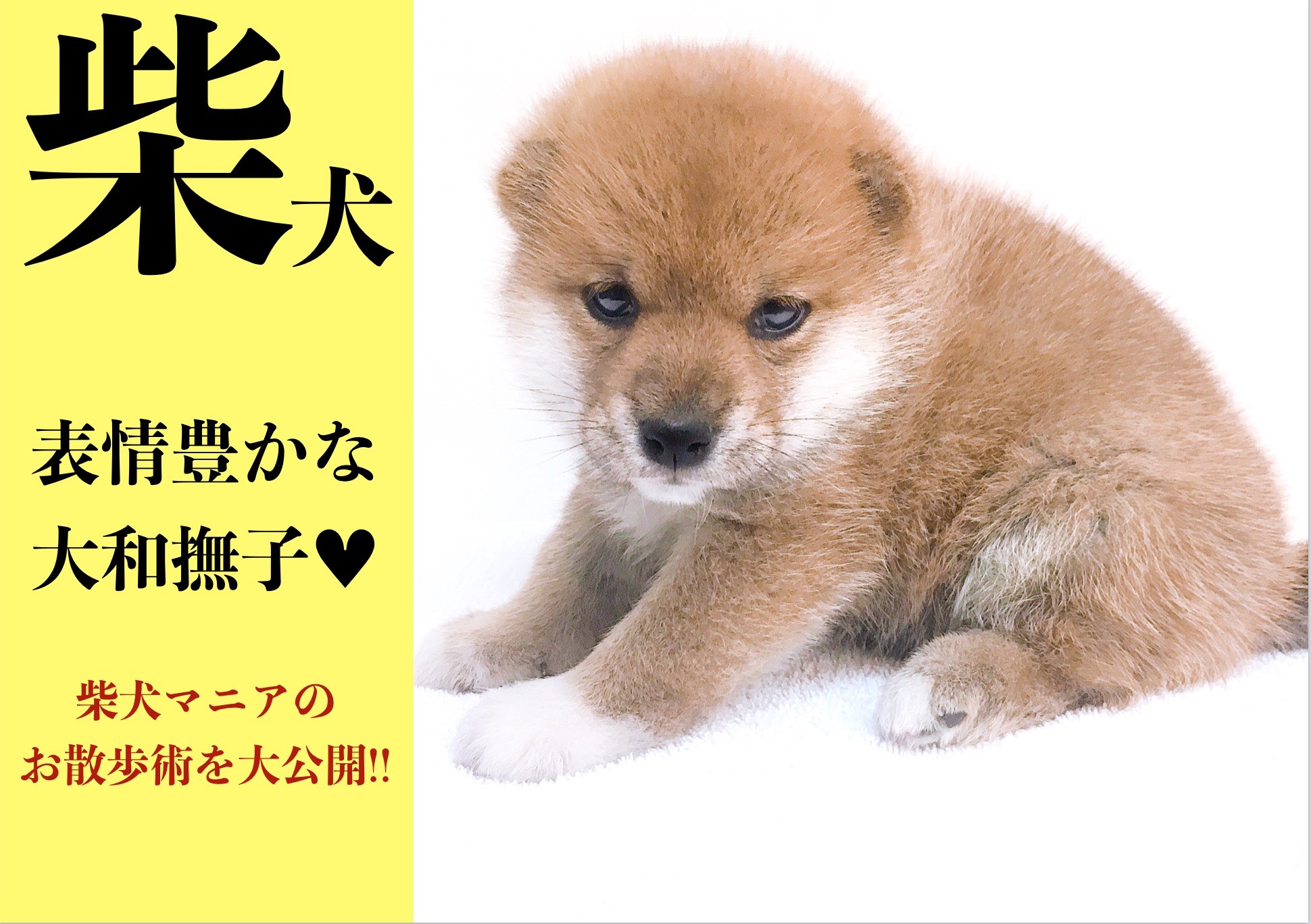 マーニャ様オーダー 柴犬 Happy house #crafting #shibainu #diygift