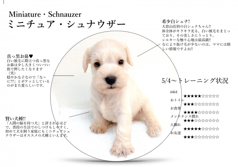 人間の脳を持つ犬 | ミニチュア・シュナウザー （6130795） - 大倉山店