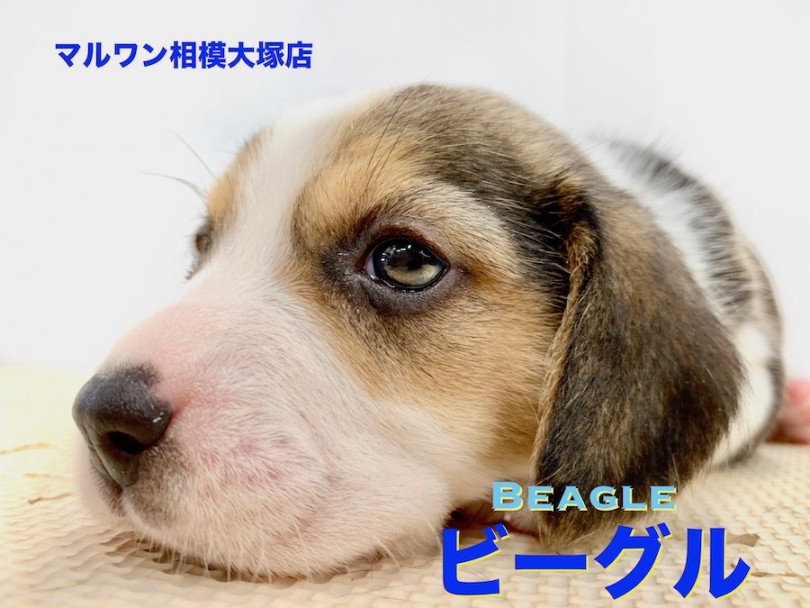 【 ビーグル 】世界一有名なキャラクターのモデル犬！アナタの隣に寄り添ってくれる相棒を大和市からご紹介！