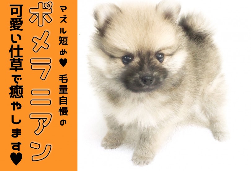 ポメラニアン 横浜で一番のたぬき顔 短めマズルとツートンボディであなたの心を奪います マルワンblog ペットショップ マルワン 小さめ子犬 美形な子猫 初心者安心のサポート