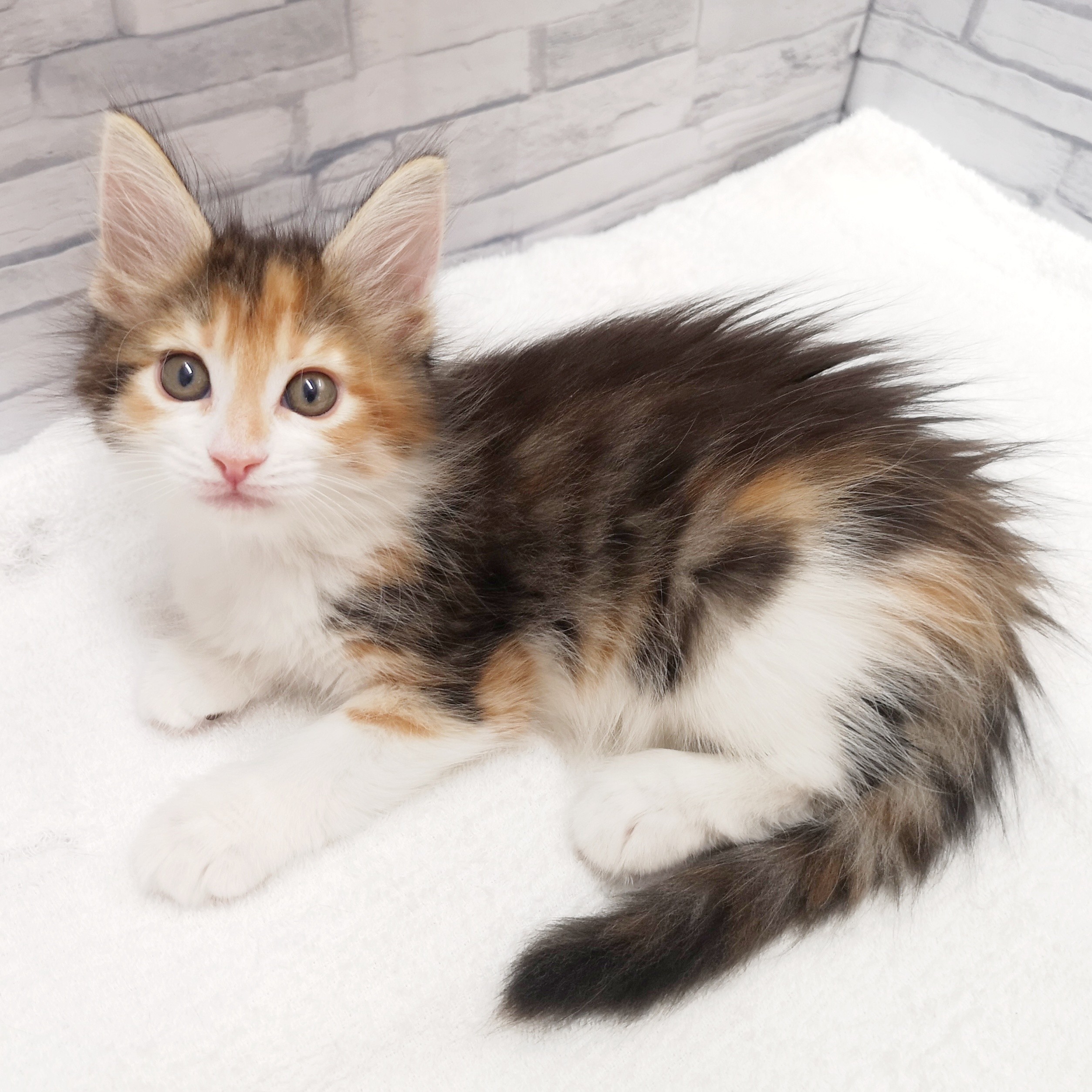 メインクーン | ペットショップ マルワン 小さめ子犬 美形な子猫