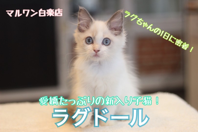 【 ラグドール 】白楽店の愛嬌たっぷりの新入り子猫のラグちゃんの1日に密着！