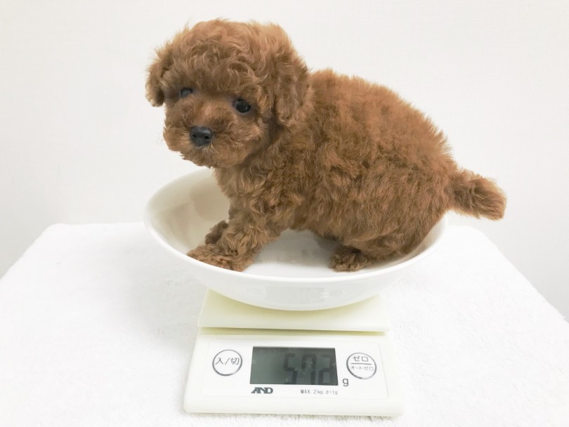 成犬時の体重は2kg前後と予想 | トイ・プードル （119156） - 梅島店