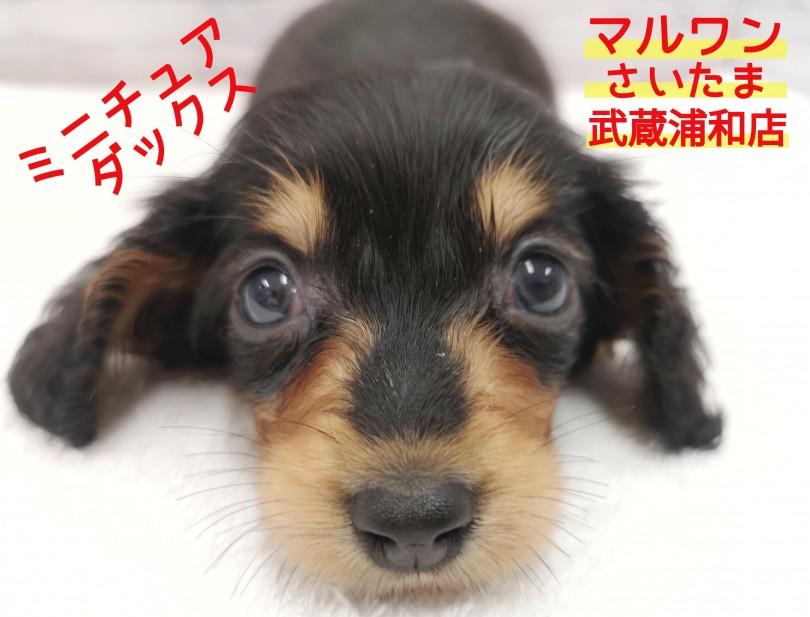 さち様専用、ミニチュアダックス（黒と茶） - 犬用品