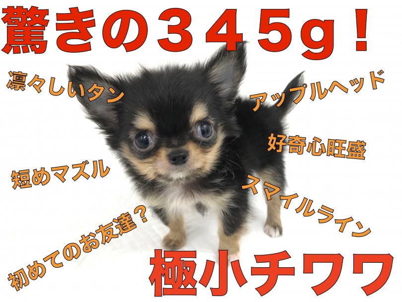 超極小チワワ 横浜元町に衝撃が奔る 生後60日で345g マルワンblog ペットショップ マルワン 小さめ子犬 美形な子猫 初心者安心のサポート