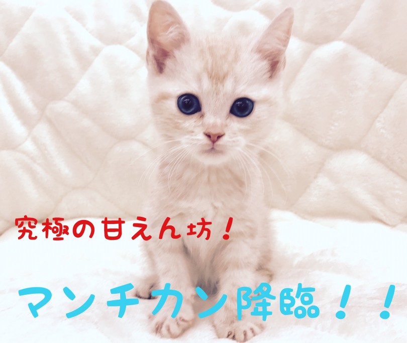 マンチカン 猫とのラブラブな生活をしたい方必見 超絶甘えんboy降臨 マルワンblog ペットショップ マルワン 小さめ子犬 美形な子猫 初心者安心のサポート