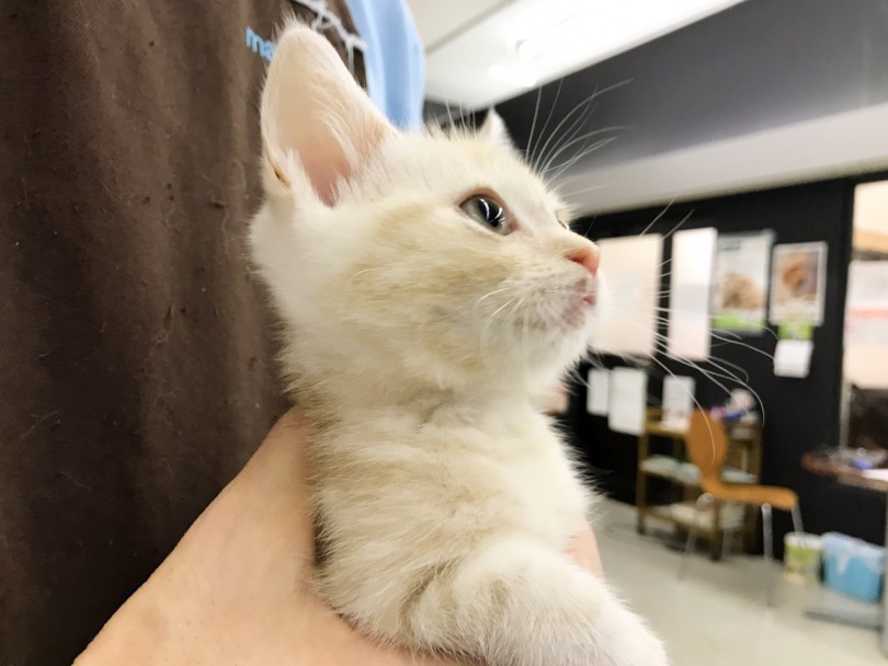 初心者から多頭飼いまで幅広い方にオススメできる猫ちゃん | マンチカン （117190） - 鎌ヶ谷店