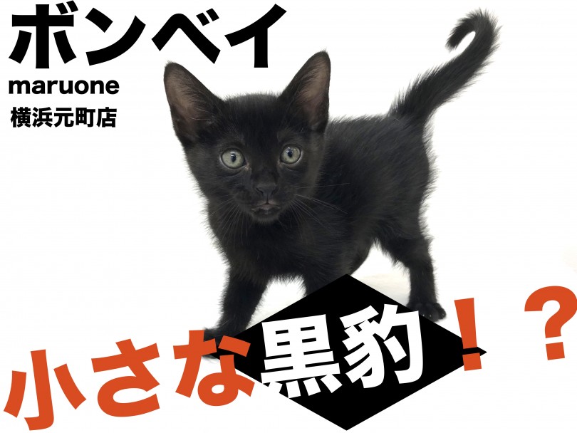 【 ボンベイ 】まさに小さな黒豹！美しき漆黒の黒猫・ボンベイ登場！！横浜元町店