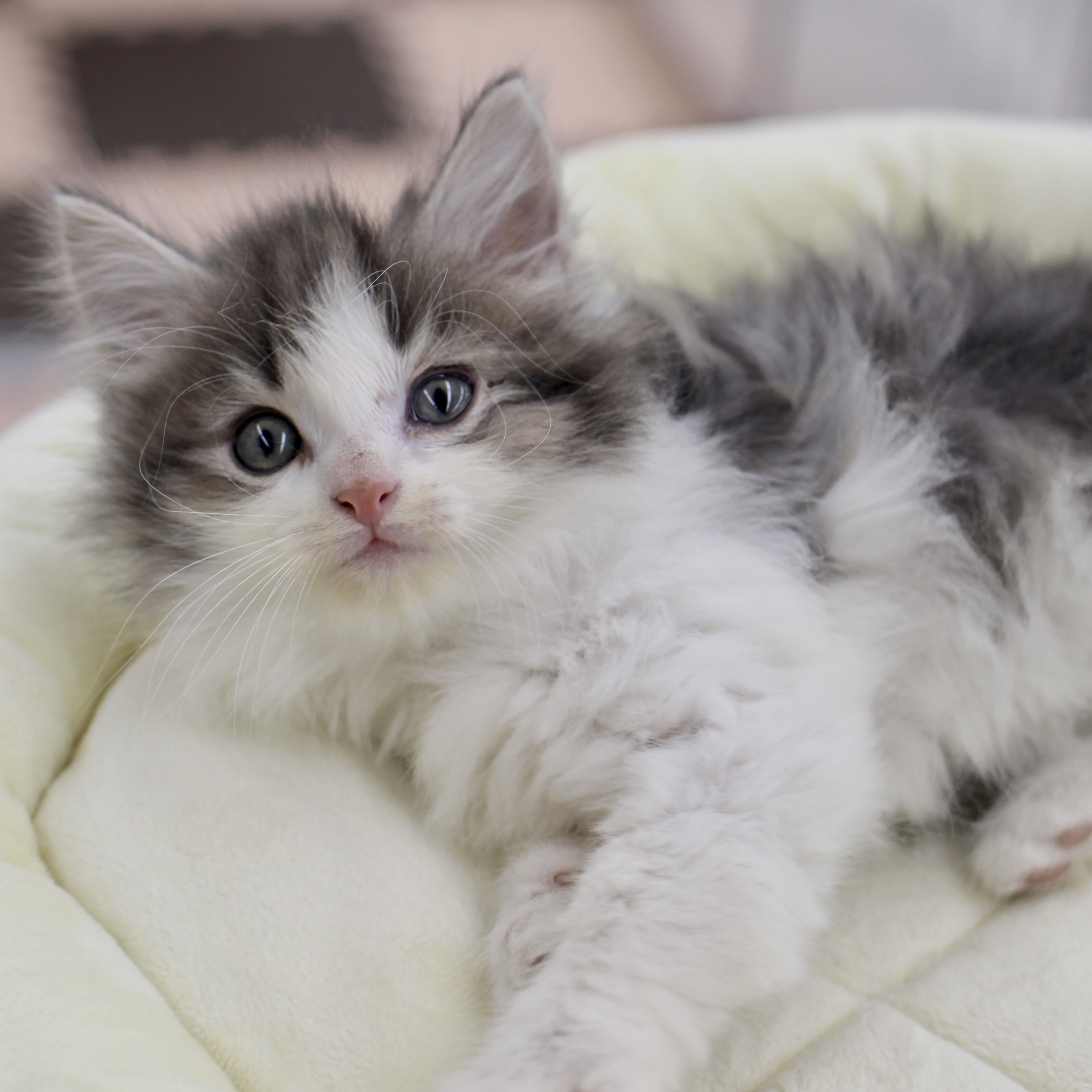 ノルウェージャンフォレストキャット | ペットショップ マルワン