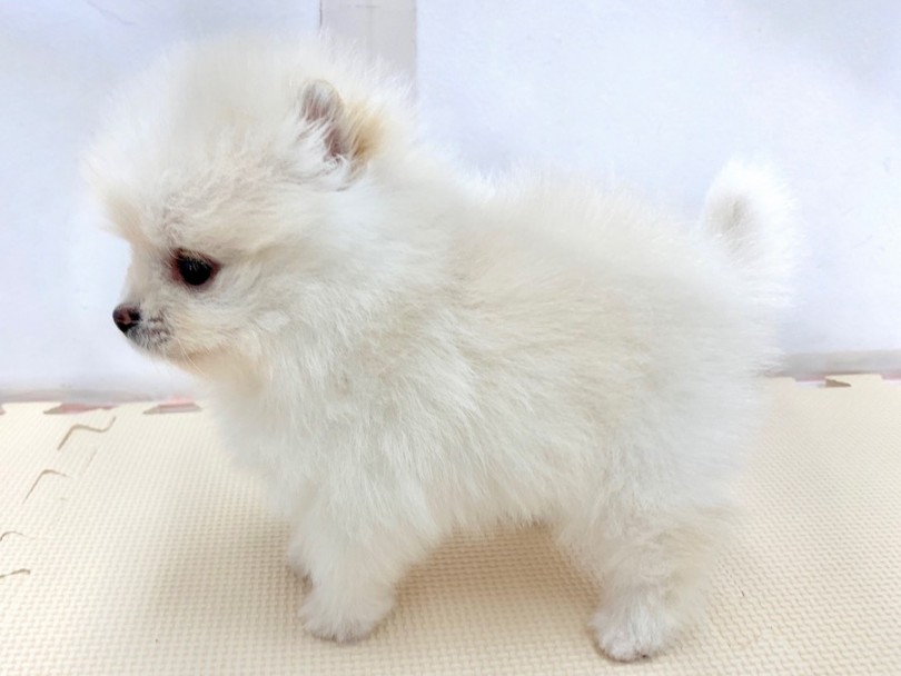 ホワイトポメラニアン 神奈川ナンバーワンのポテンシャル 知ればペットライフが180度変わる3つの秘訣を大公開 マルワンblog ペットショップ マルワン 小さめ子犬 美形な子猫 初心者安心のサポート