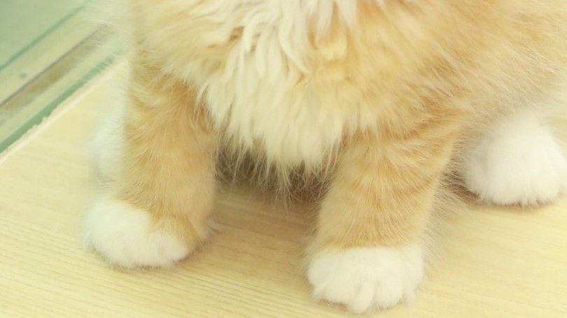 足先だけ白い「足袋タイプ」の靴下猫 | スコティッシュフォールド （119160） - 梅島店