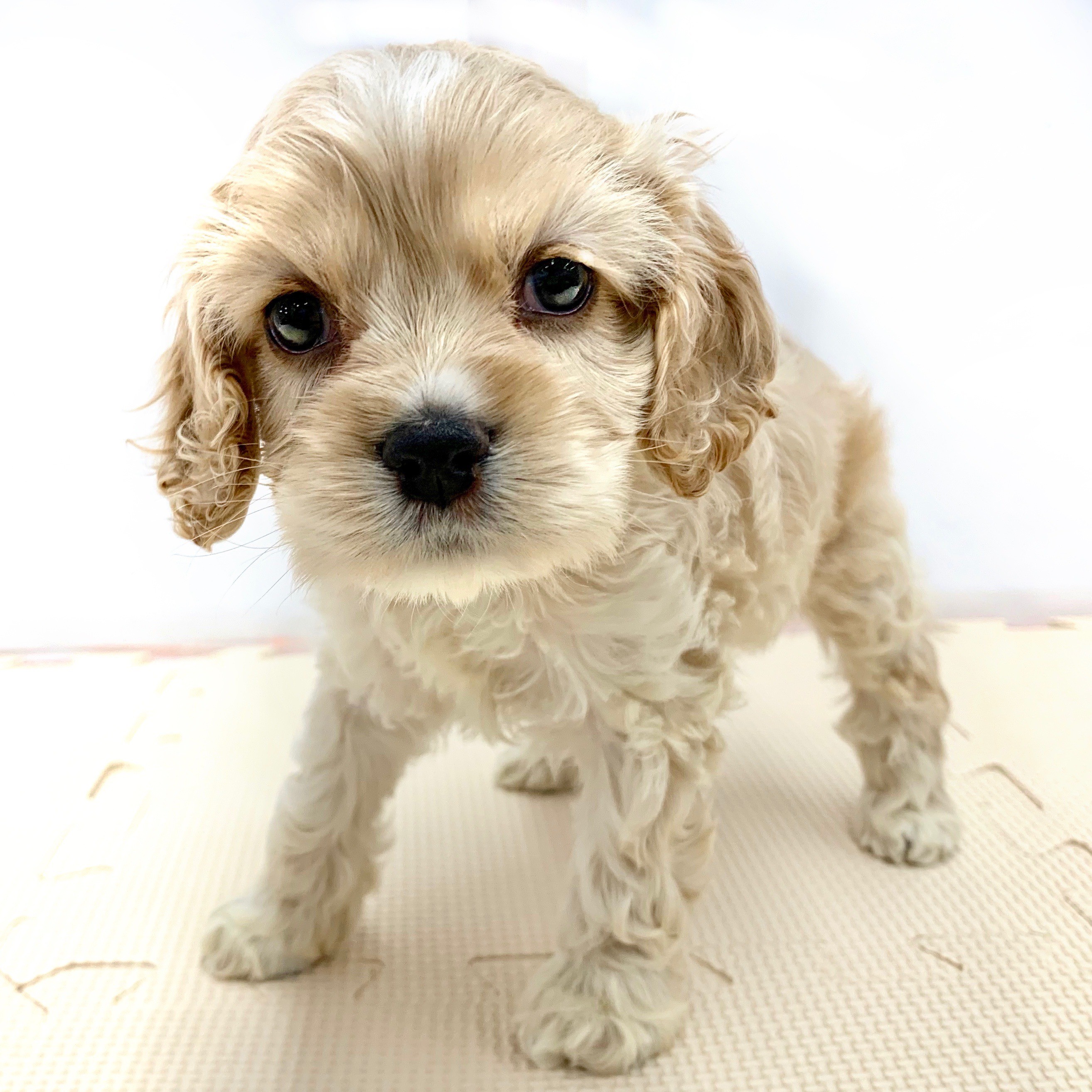 激レア☆2002☆子犬お散歩シリーズ アメリカンコッカスパニエル