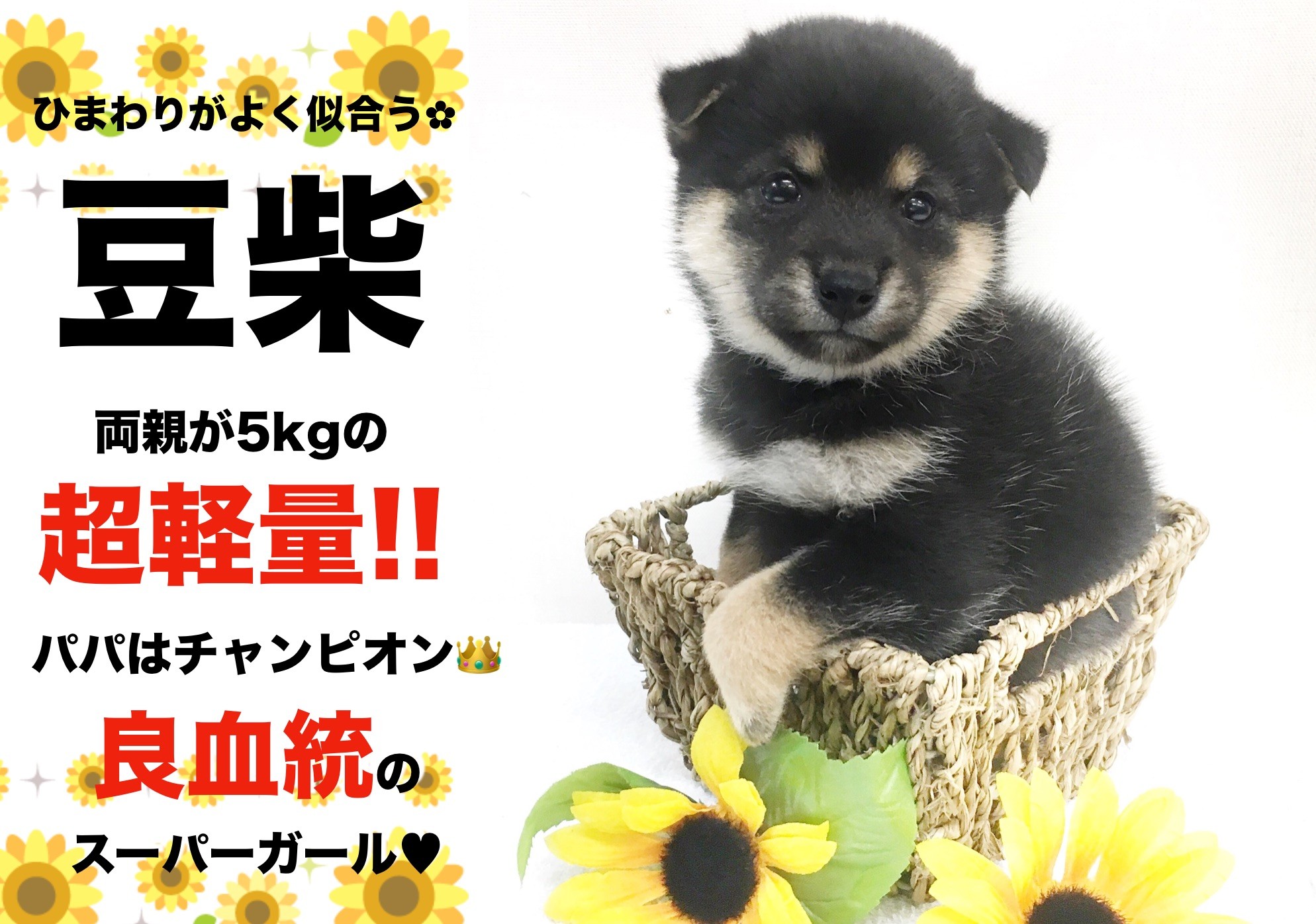 豆柴・女の子 】パパはチャンピオン！両親5kgの超軽量・横浜NO.1の逸材