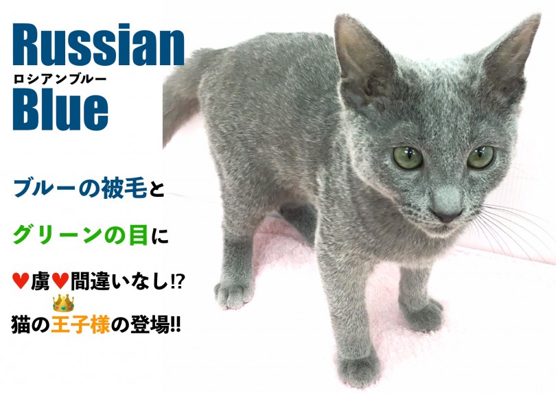 【 ロシアンブルー 】青い被毛と緑の目に虜になること間違いなし！猫の王子様が鶴見店に登場！