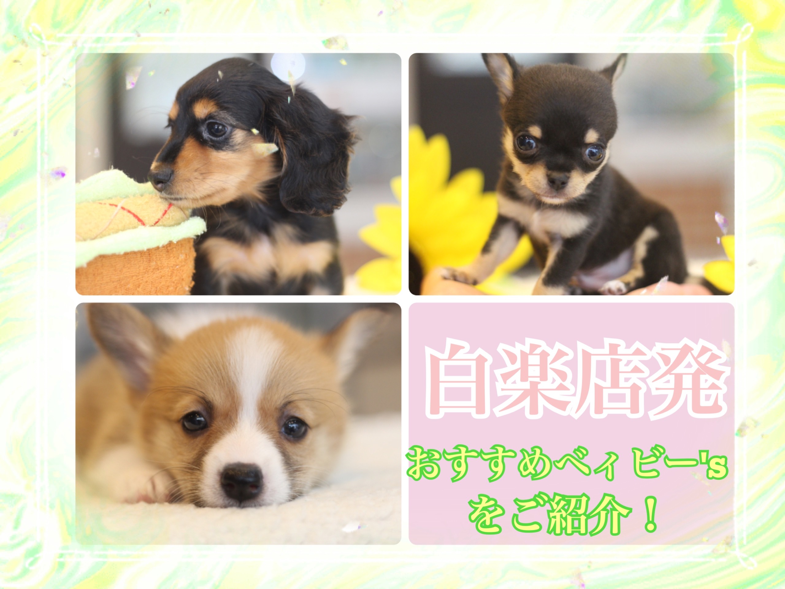 キティ パピヨン チワワ コーギー ダックス ゴールデン 根付 わんわん ハローキティ パピヨン チワワ コーギー ダックス ゴールデン