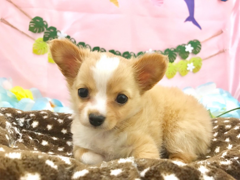 世界最小サイズの犬種 | チワワ （117199） - 鎌ヶ谷店