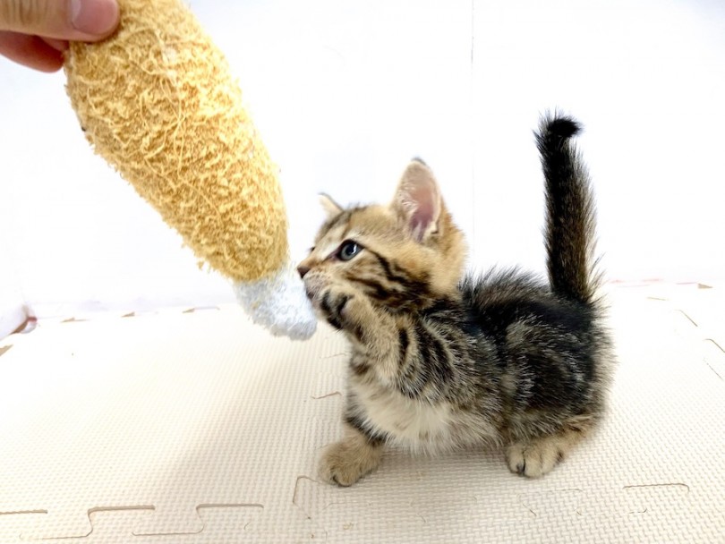 ジェネッタ 】2018年に日本に初上陸の短足とヒョウ柄の超レアキャット 