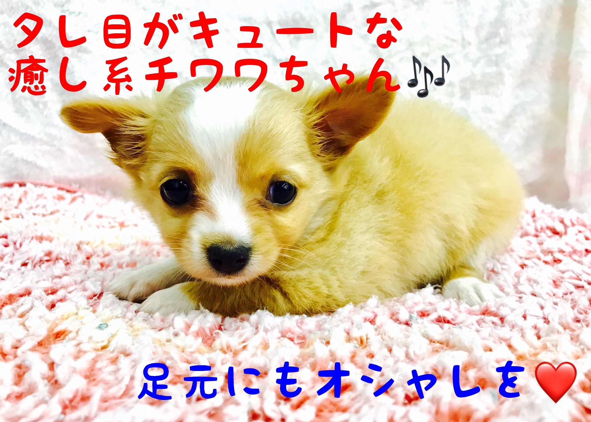 8ff93994ce569706f21b62a7507a1b