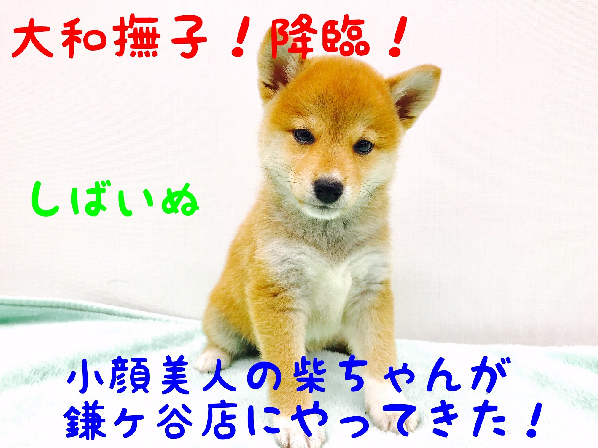 柴犬 】まさに大和撫子！小顔で美人な柴ちゃん降臨！！ | マルワンBLOG