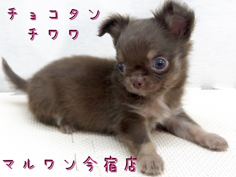 木彫りのチワワ(チョコ&タン) 木彫りのチワワ(チョコ&タン) 木彫りのチワワ(チョコ&タン