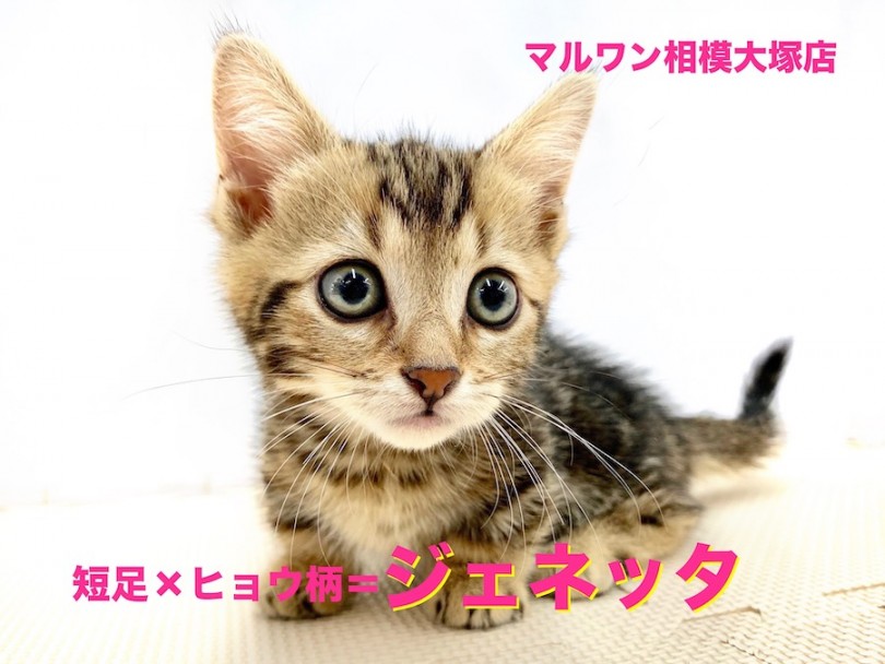 ジェネッタ 18年に日本に初上陸の短足とヒョウ柄の超レアキャット マルワンblog ペットショップ マルワン 小さめ子犬 美形な子猫 初心者安心のサポート