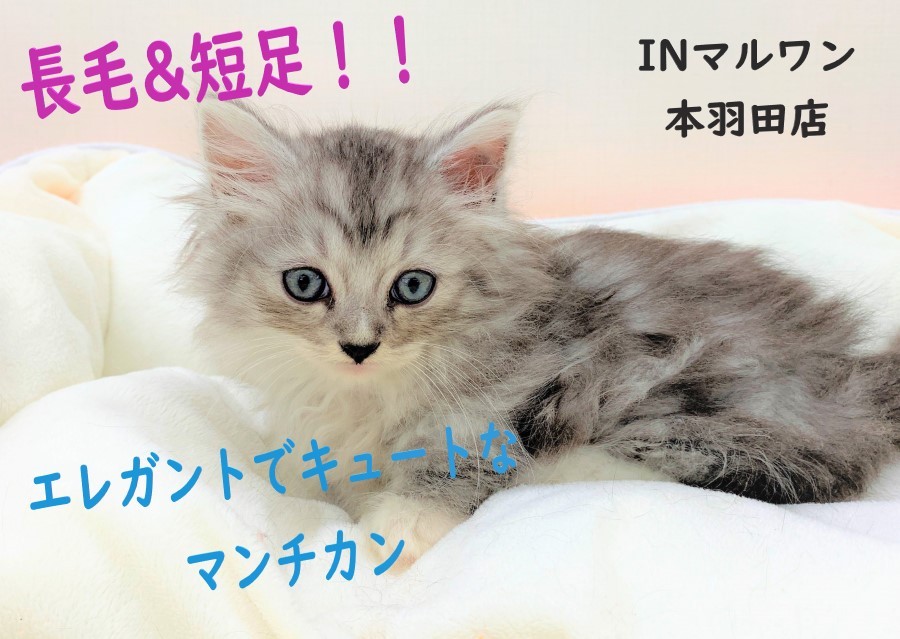 マンチカン様 マンチカン 】エレガントな長毛とキュートな短足の癒し系