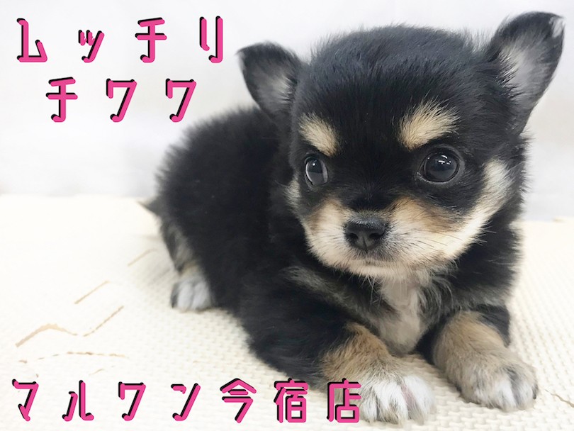 チワワ、うめ様ご確認用 チワワ、うめ様ご確認用 MIX（チワワ×ペキニーズ） | さいたま市