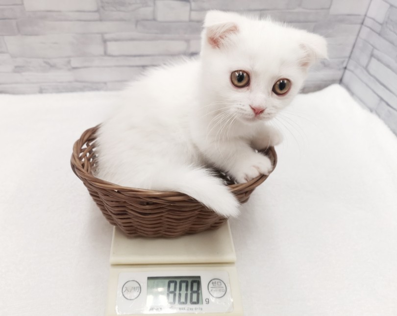 成猫時の予想体重は3kg前後 | マンチカン （412790） - さいたま 武蔵浦和店