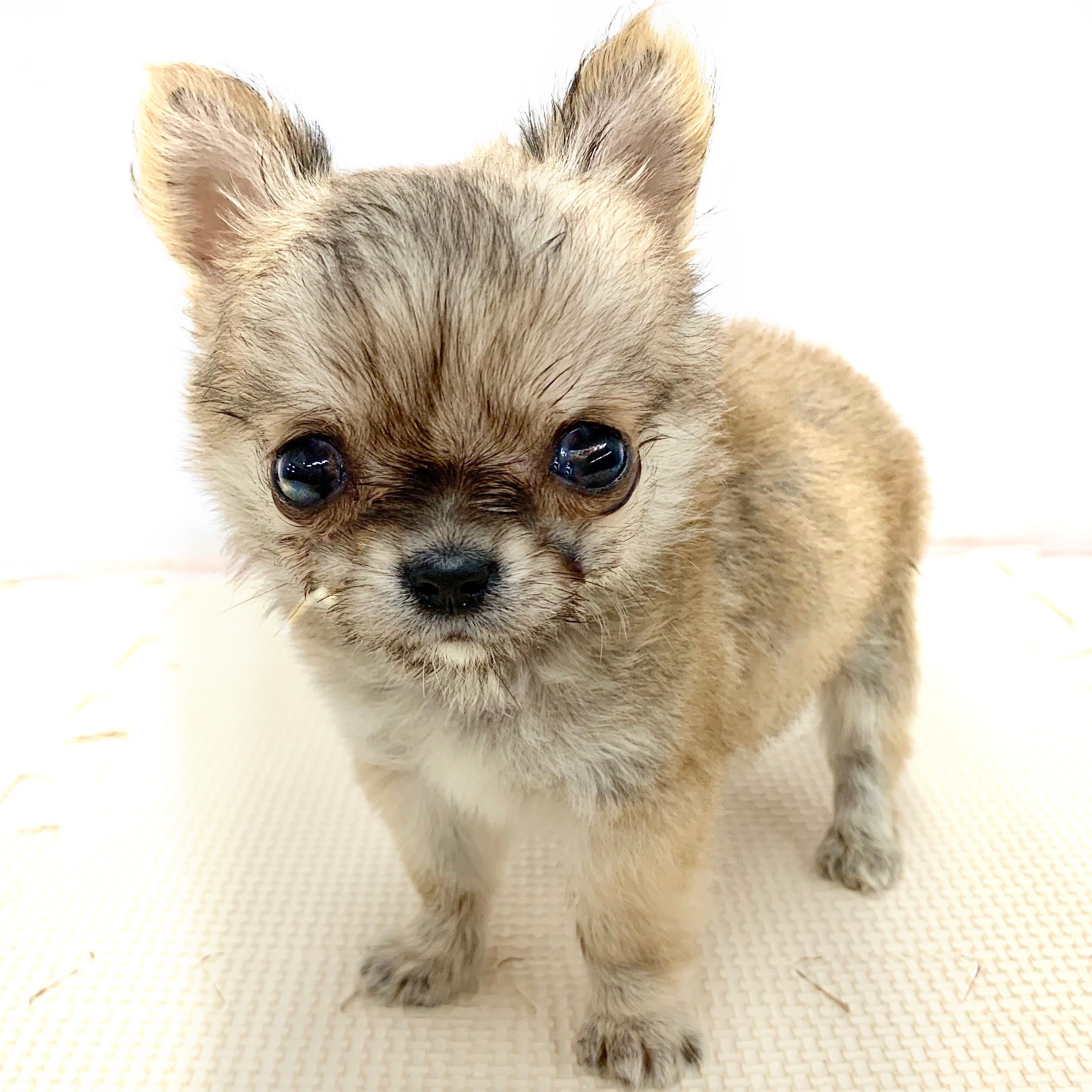 チワワ | ペットショップ マルワン 小さめ子犬 美形な子猫 初心者安心