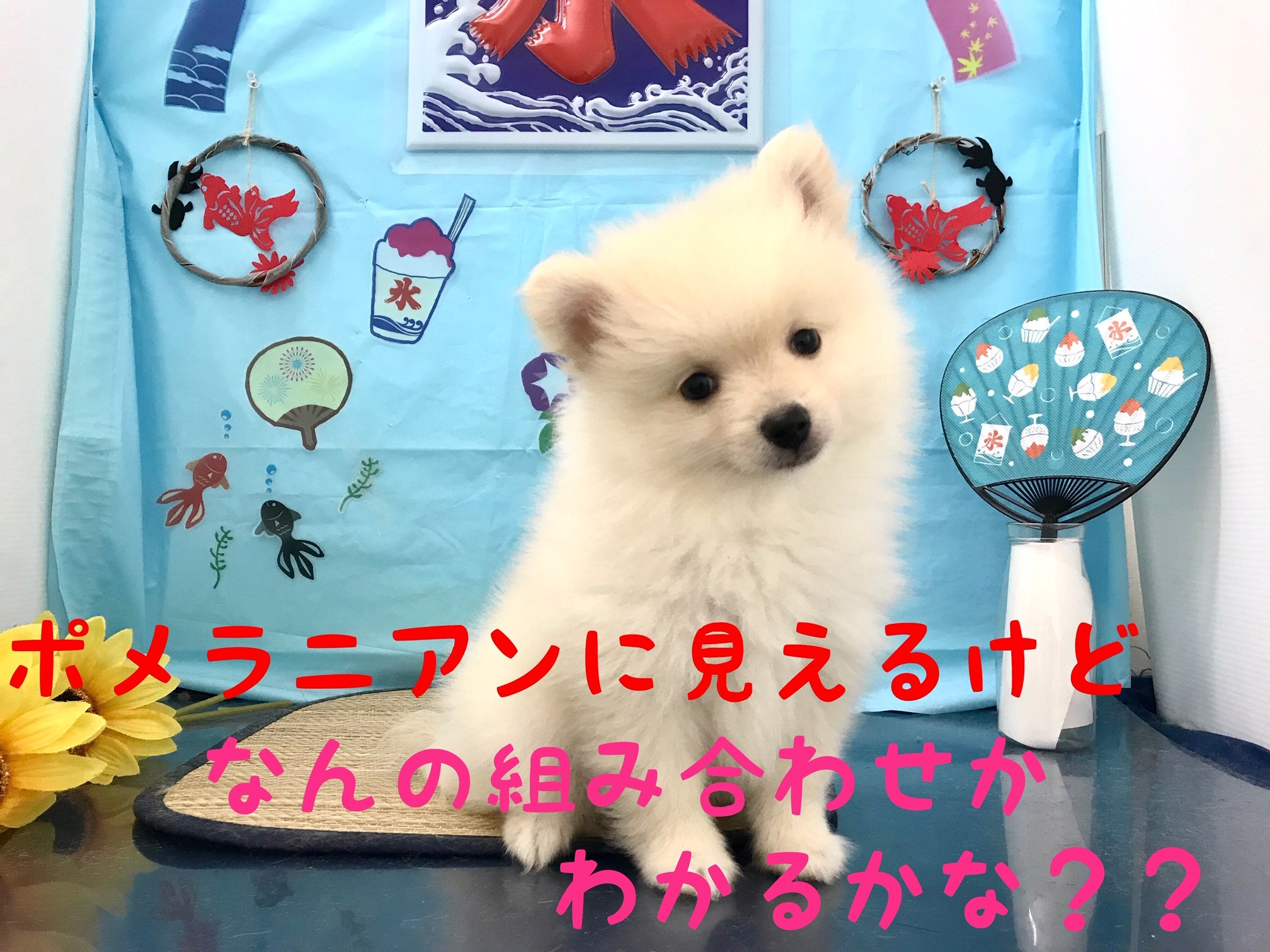 Mix 見た目はポメ 実際はあの人気犬種との組み合わせ マルワンblog ペットショップ マルワン 小さめ子犬 美形な子猫 初心者安心のサポート