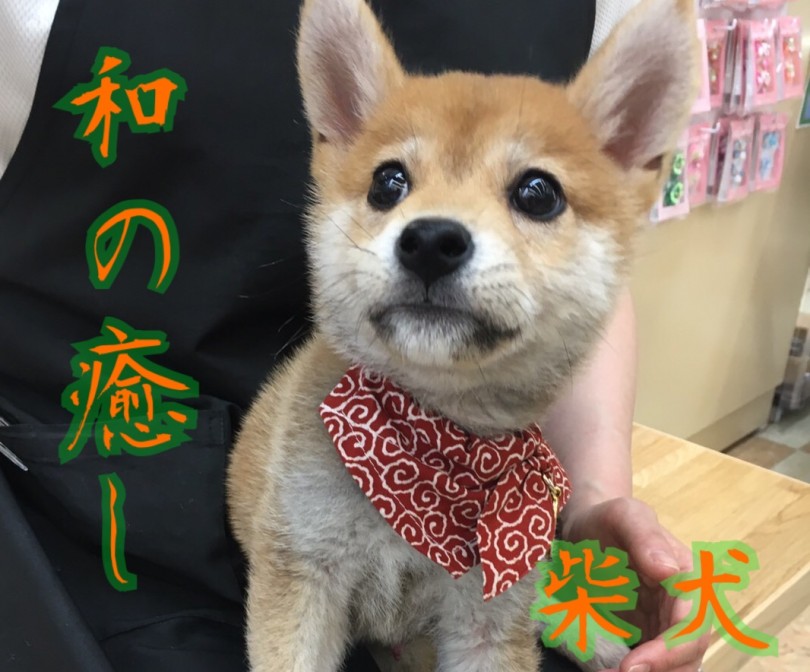 柴犬 これぞ和の癒し 相模原の激カワ柴犬 マルワンblog ペットショップ マルワン 小さめ子犬 美形な子猫 初心者安心のサポート