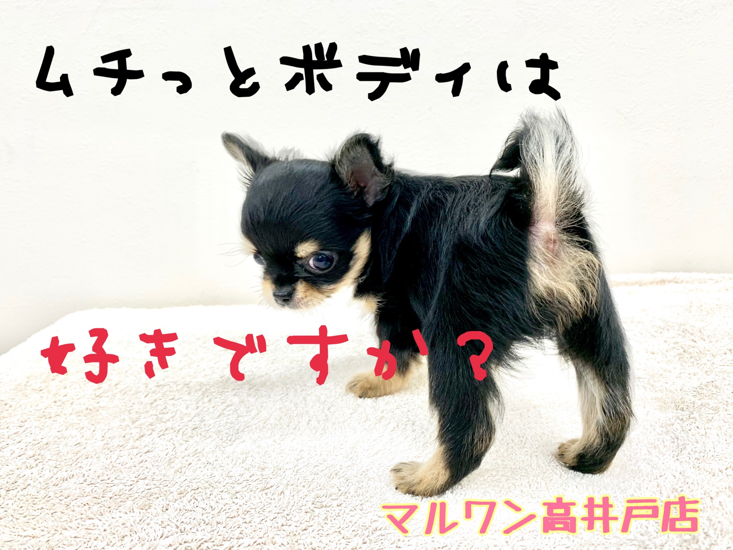 まるちわわんさま チワワ 】手乗りの小さめサイズ！魅力と安心の飼育ポイントを