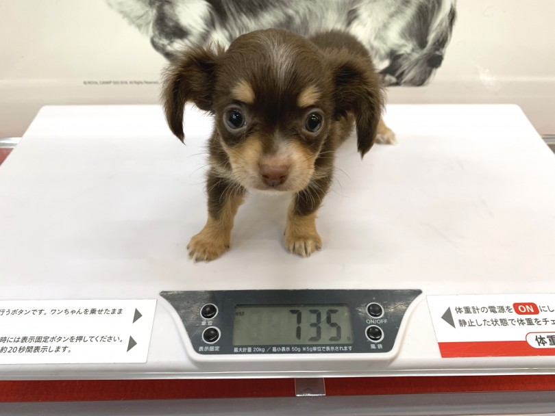 成犬時は3~5kgを予想 | MIX （140182） - 横浜 元町店