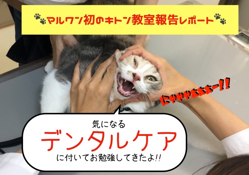 【 大倉山店キトン教室報告レポート 】猫ちゃんのデンタルケアについてお勉強!!