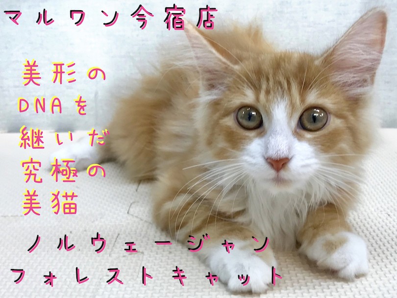 ノルウェージャン 】パパはACCチャンピオン！赤い被毛の究極の美猫