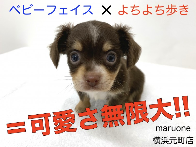 【 MIX 】可愛さを山盛り受け継いだ横浜元町で屈指の人気犬種チワックスちゃん！