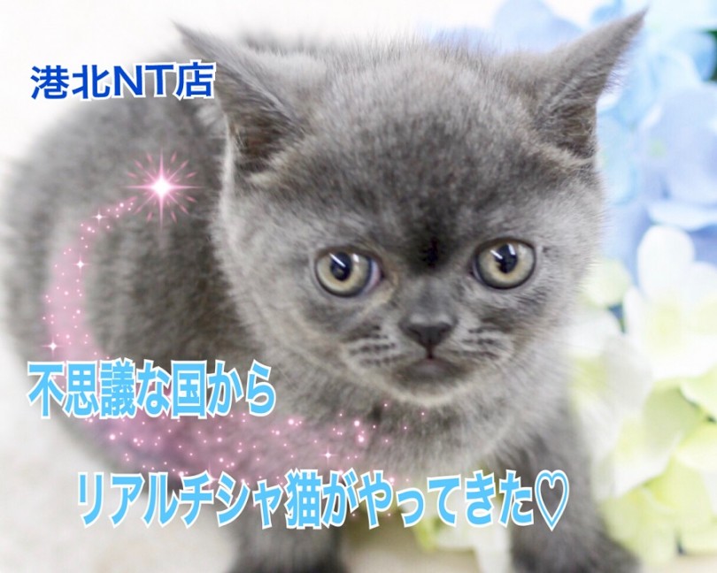 ブリティッシュショートヘア 横浜不思議の国からリアルチェシャ猫がやってきた マルワンblog ペットショップ マルワン 小さめ子犬 美形な子猫 初心者安心のサポート