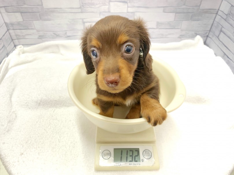 成犬時の予想体重は3.5kg | ミニチュア・ダックスフント （412797） - さいたま 武蔵浦和店