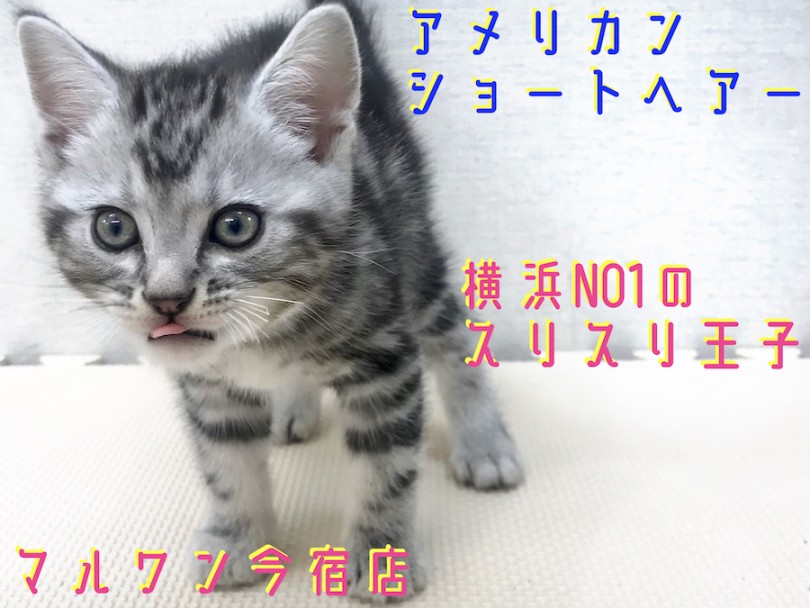 【 アメリカンショートヘア 】究極の癒し猫！横浜NO1のスリスリ王子！